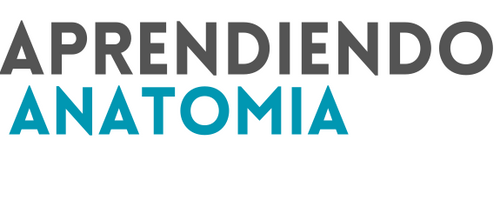 Aprendiendo Anatomía